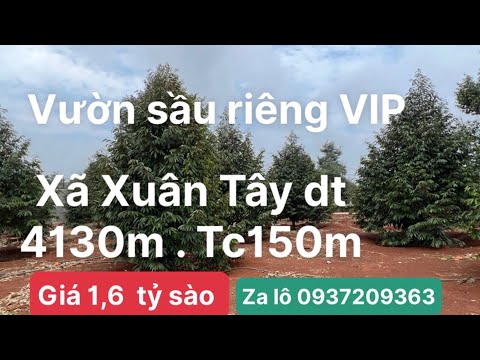 24/5, cần bán lô đất VIP.Xã Xuân Tây dt 4130m tc 150m mt 39x104m vườn sầu riêng 102 gốc 3,5 năm tuổi