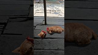 Download lagu edit foto kucing kepala putus #kucing #shorts  #editfoto #editing mp3