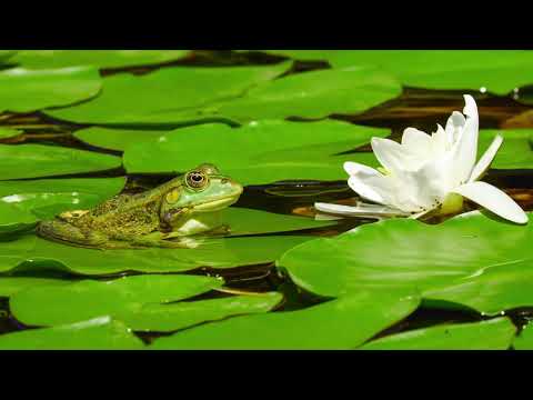 Rechot Żab w Stawie - Relaksujące Odgłosy Natury