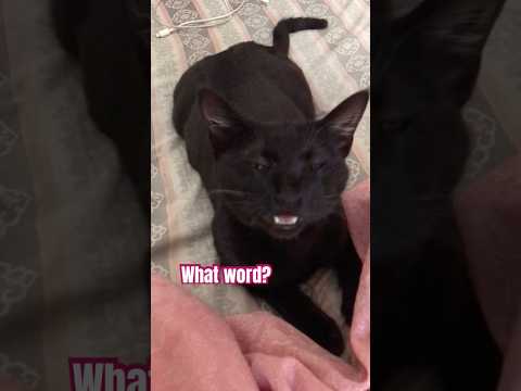 Nothing starts with N and ends with G ⁉️🫣😱 #catshorts #cat #funny #viralshorts