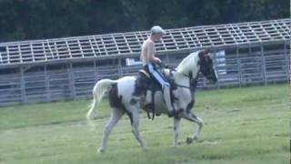 preview picture of video 'Racking Horse (Grandson of Speck)'
