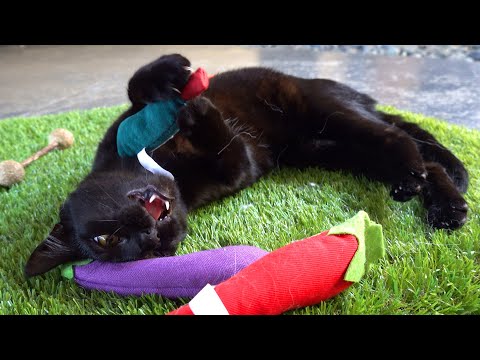 Kitten Tries Catnip for the First Time