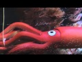 Vid A Week #7 - I Crush Everything Music Video
