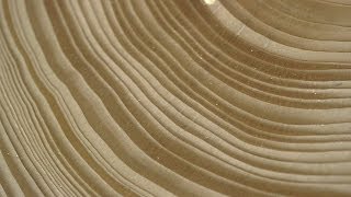 Tree Stories: How Tree Rings Reveal Extreme Weather Cycles