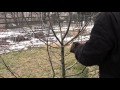 How to Dormant Prune Apple & Pear Trees Video