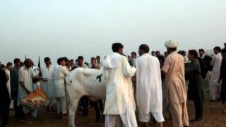 preview picture of video 'Bull Race in Sang Jani 2011'