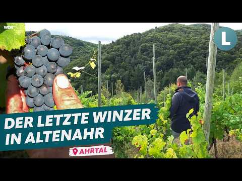 Weinlese im Ahrtal: Winzer kämpft um seinen 200 Jahre alten Weinberg!  | WDR Lokalzeit Land.Schafft.