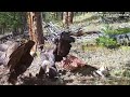 A pair of Golden Eagles vie for a Deer Carcass