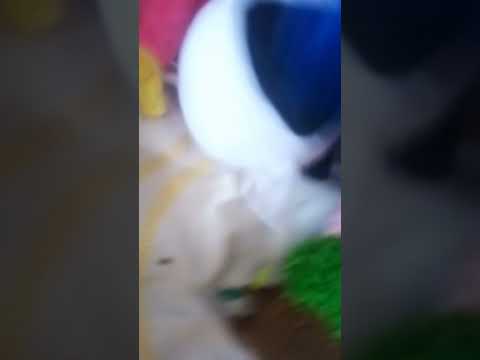 hagi ma moc latania ? pt11