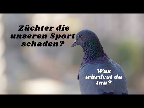 Sportfreunde die Ihre Tauben nicht abholen. Was dagegen tun?