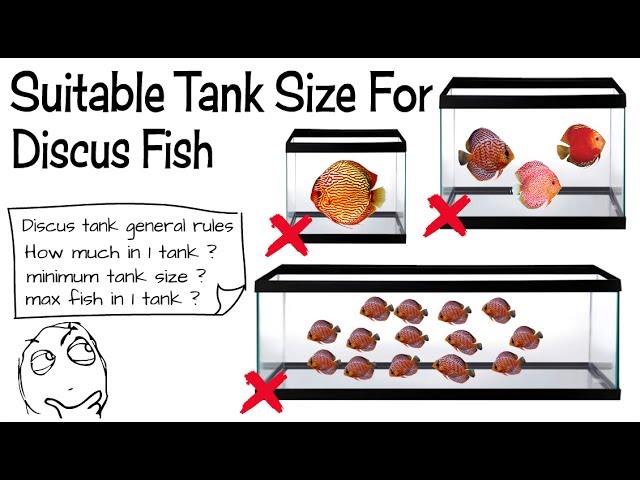 Discus Fish Tank Guide