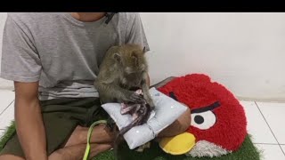 Download lagu Seba night milk accompanied by temon mp3