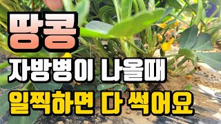 땅콩 자방병이 나오는 이때 해주면 쭉정이 없이 통통한 땅콩이 주렁주렁 달려요. 비오기전에 하면 더 효과가 좋…