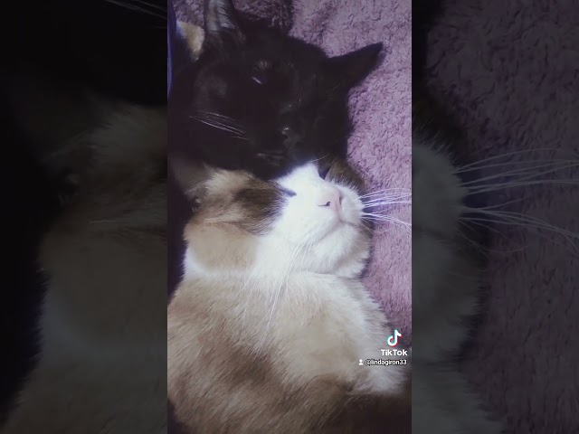 Vídeo relacionado con Kawaii Yin Yang Gato Negro Con Luna Media Luna Cabeza Manga Sudadera con Capucha
