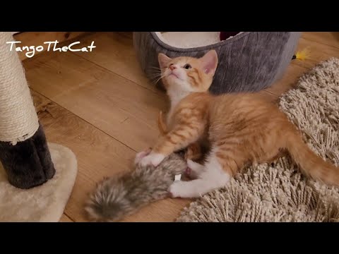 Tiny Tango Throwback