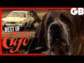 CUJO Best Of