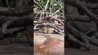 River otter sightings in the Amazon Rainforest, Brazil