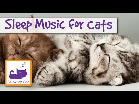 Schlaf entspannender Musik für Katzen