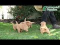 Golden Retriever dogs for sale: Gunner - Video 1