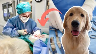 OPERATING ON MY OWN DOG: Link's neuter vlog 🐾