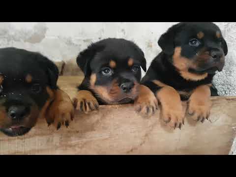 Black Summit Kennel - Rottweiler L Litter - 12.07.2018.