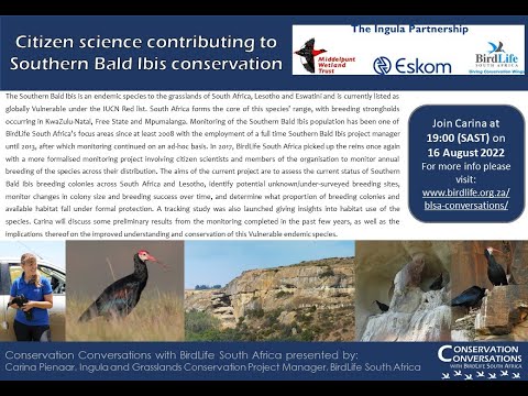Conservation Conversations: Southern Bald Ibis - Carina Pienaar (16Aug22)