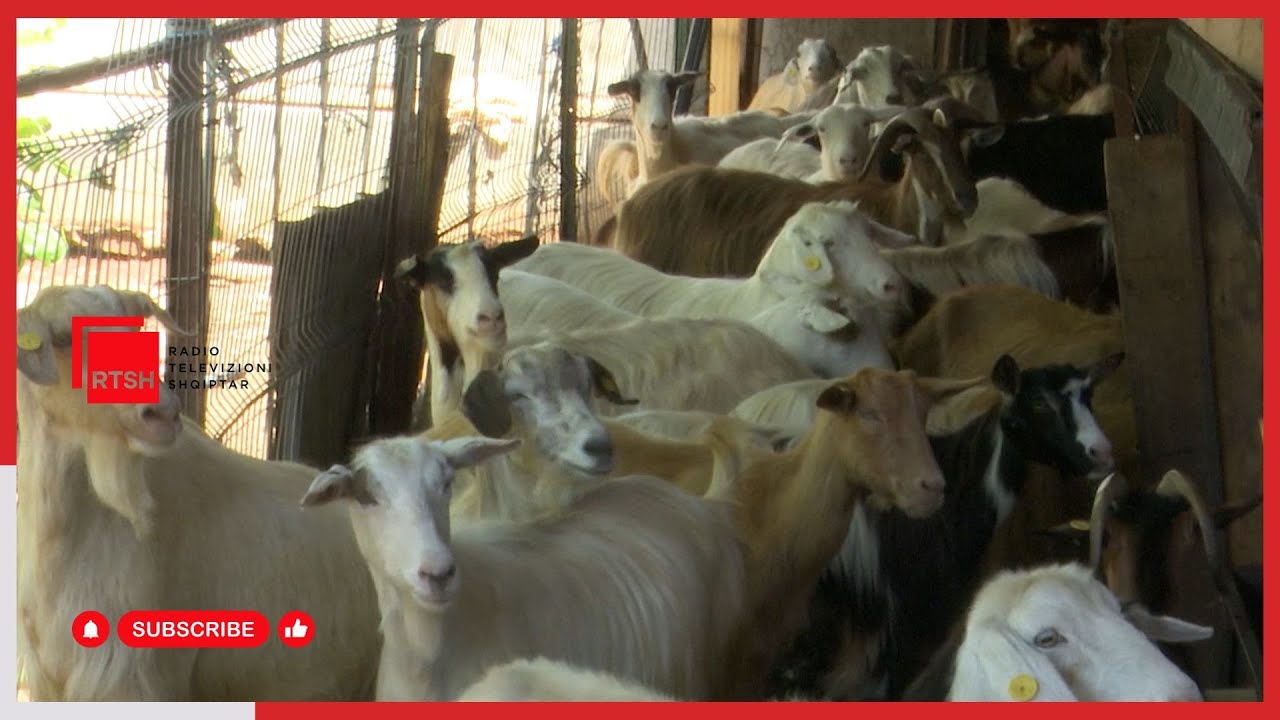 Shkodër – Vaksinimi kundër brucelozës, procesi drejt fundit, asnjë rast i shënuar këtë vit