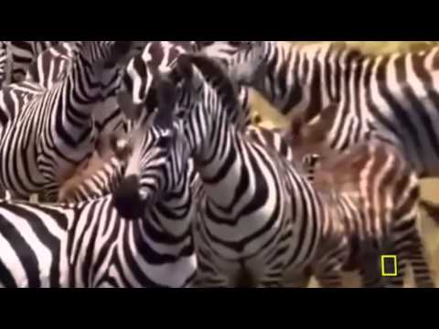 Lion Documentary - Super Killing Machines - Lions And More