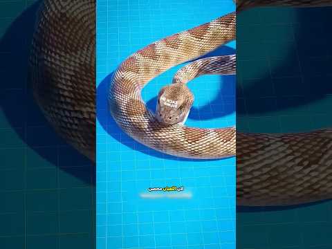 ماذا يحدث إذا عضّ ثعبان ثعبانًا آخر؟ 😳🐍