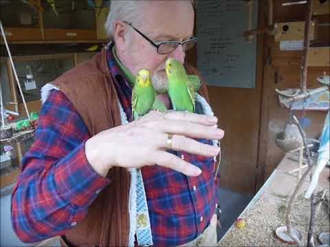 2018 03 25 Zwei grüne Hähne.mp4