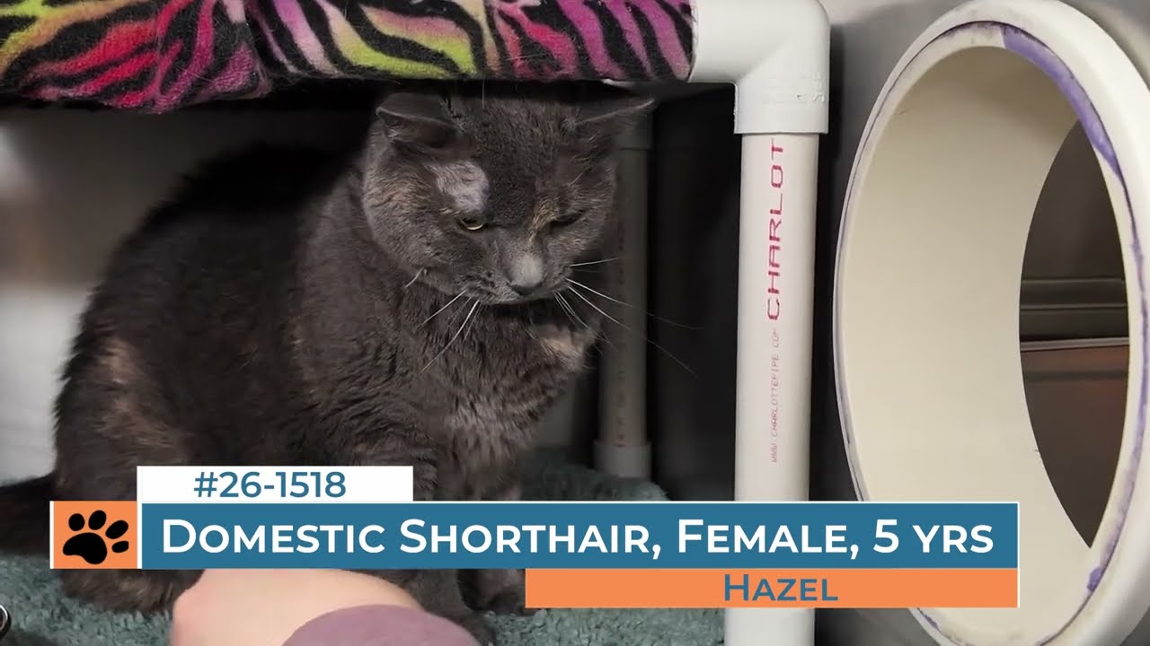 Enlarge Hazel, a ADOPTABLE mixed breed in Frederick, MD video 1/5