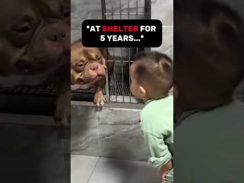 They Were Searching For a Dog At Shelter!