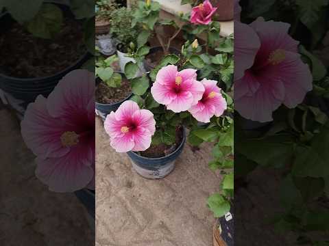 Haibicus flowers (pratima home garden)#youtubeshorts #ytshorts #homegarding #garden #flowers #love