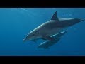 Diving Red Sea - Safaga 2018 (with Dolphins)
