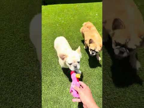 Video 1