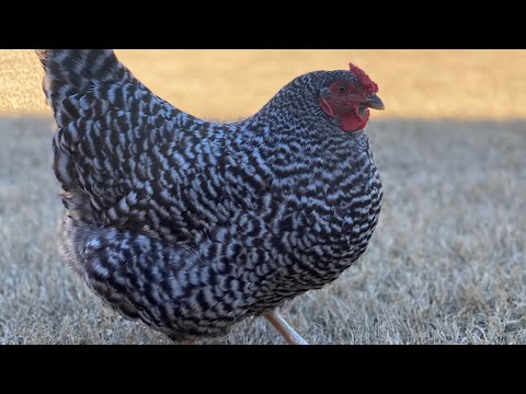 , title : 'Dominique chicken breed review backyard Chicken'