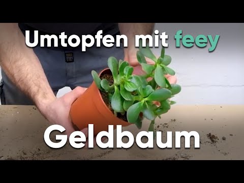 How do I repot a money tree? - Repotting with feey