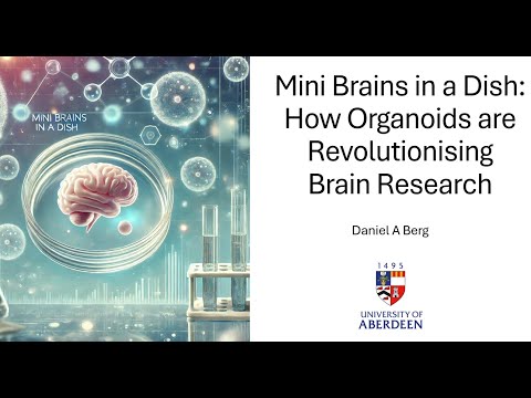 Thumbnail for the video How Scientists Grow Human Brain Cells to Uncover Neuroscience's Biggest Secrets
