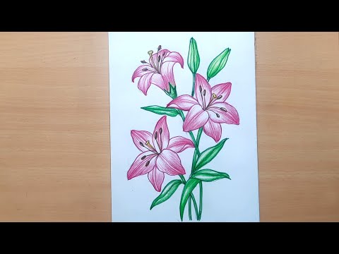 
Flowers Drawing Easy How to Draw Lily Flower with Colored Pencils for Beginners Step by Step