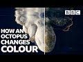 Amazing Octopus changing colour transformations - BBC