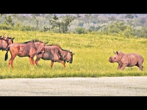 Baby Rhino Tries to Make Friends with Wildebeest
