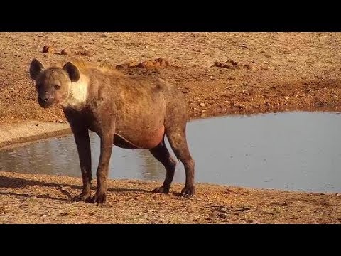 Djuma: Lone Hyena known as June - 06:14 - 11/03/19