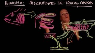 Lesson 101 ANIMAL PHYSIOLOGY Gas Exchange tracheae and gills - ENEM Lessons