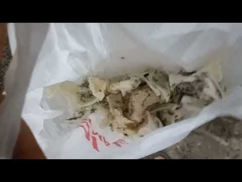 How Most Expensive Bird Nests Is Harvest In Malaysia || Edible Swiftlets BirdsNest Farming Technique