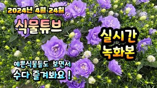 2024년 4월 24일  게릴라 실방 예쁜식물들 보면서 랜선으로 아이쇼핑하면서  수다즐겨봐요. #양재꽃시장 …