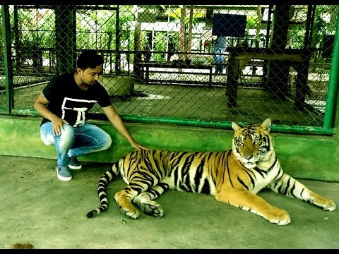 Face to Face with Giant Tigers - Tiger Kingdom, Phuket,Thailand