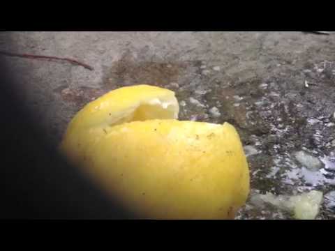 How to make the best lemon squash