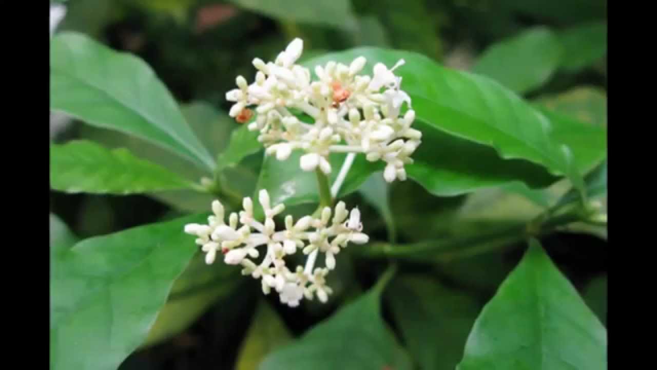 Cephaelis ipecacuanha - YouTube