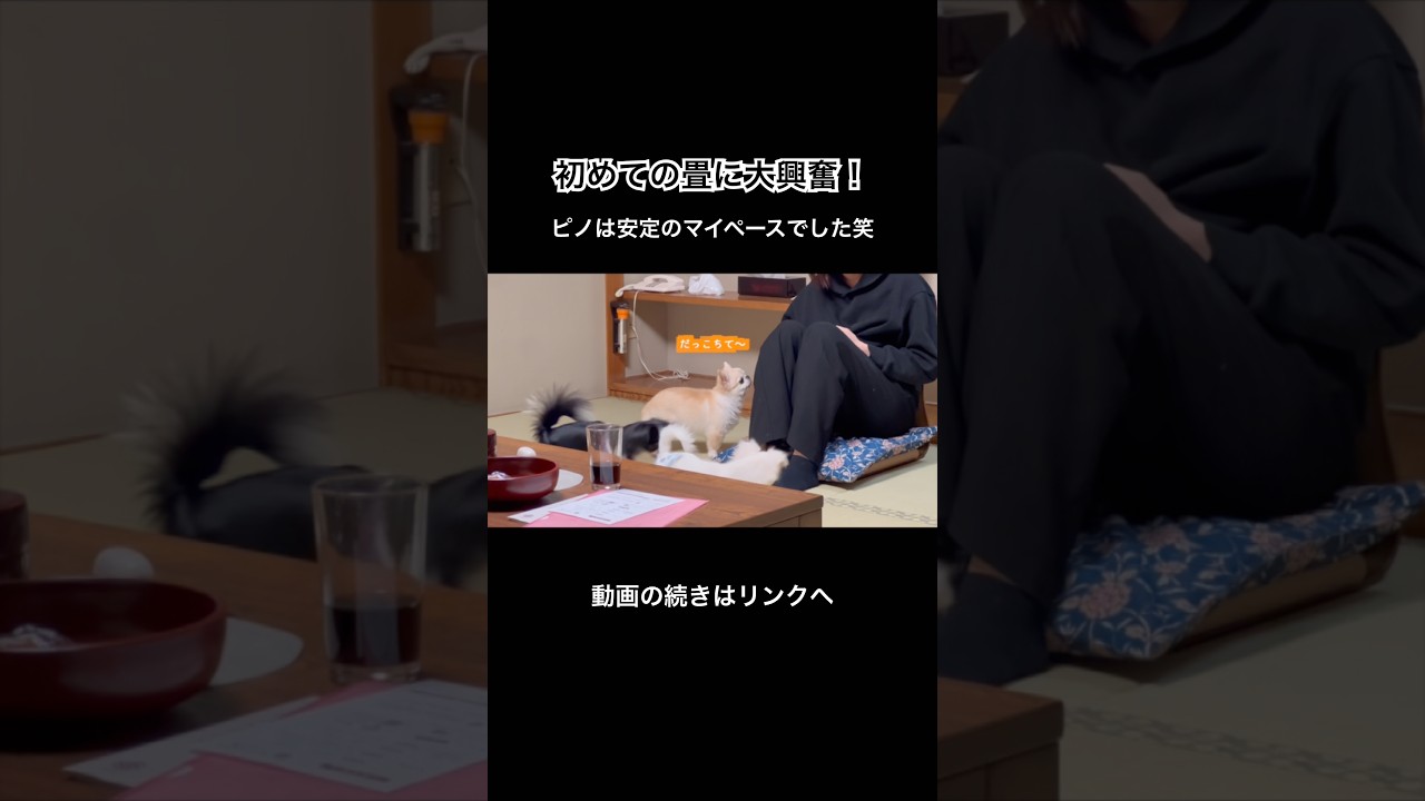 初めての畳に大興奮の２ぴきの横でピノは安定のマイペースでした笑