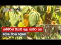 ගම්මිරිස් වගාව තුළ පැතිර යන රෝග වර්ග ද